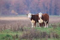 Cow duo