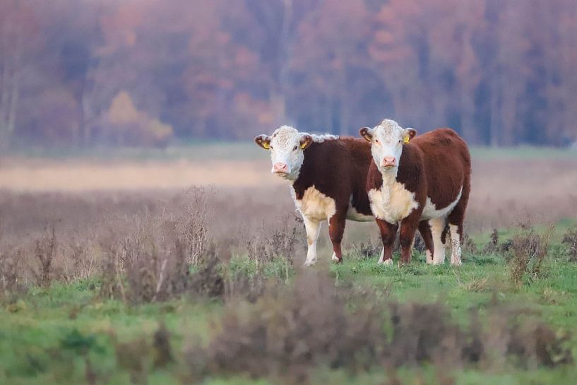 Cow duo by Karin van Rooijen Fotografie