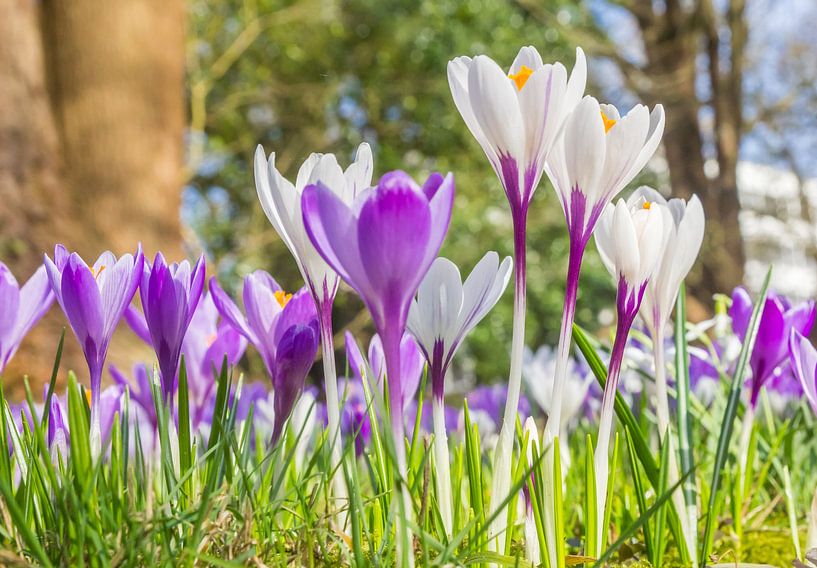 Crocus blancs et violets dans l'herbe verte par Marc Venema