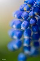 Blauwe druif