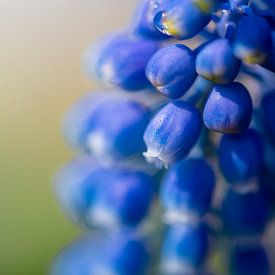 Blauwe druif van Robert Peeters