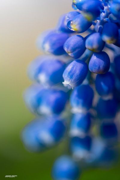 Blauwe druif by Robert Peeters
