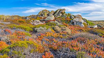 Succulenten en rots in Alentejo, Portugal van Jessica Lokker