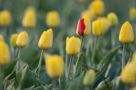 Red or yellow? by Max ter Burg Fotografie