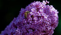 Eine Wespe in der Schmetterlings-Pflanze  von Lonneke Klomp Miniaturansicht