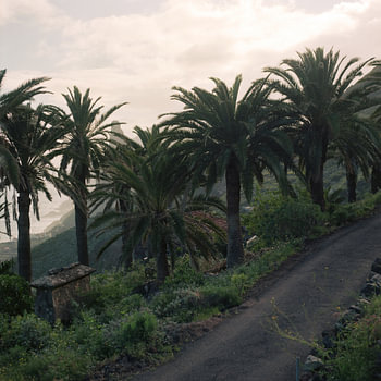 Palm trees on the north coast of Tenerife