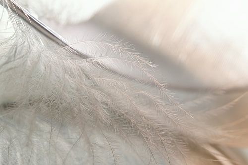 Dromerig sfeertje: de dons pluisjes van een veer