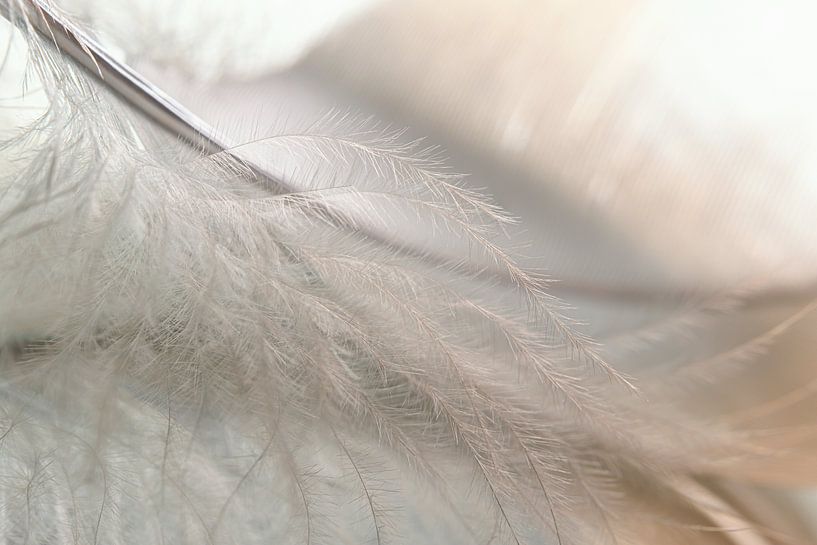 Dreamy mood: the down fluff of a feather by Marjolijn van den Berg