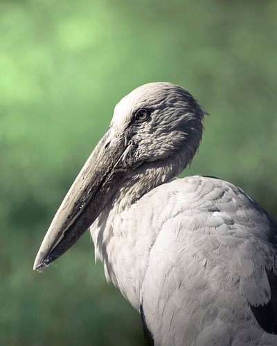 Asian Openbill, Lumpini Park, Bangkok