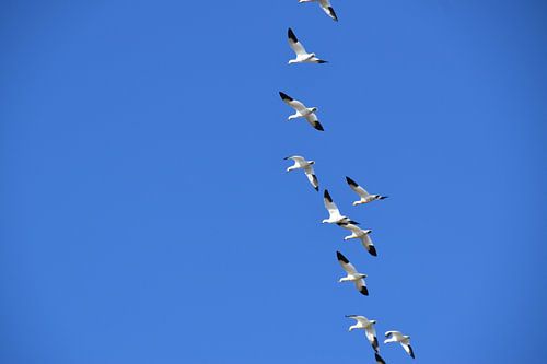 Sneeuwganzen in de herfst