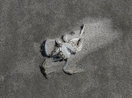 A crab on the beach by Matthias Brix