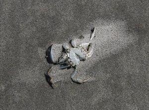 Un crabe sur la plage