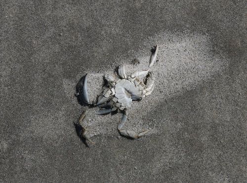 Een krab op het strand