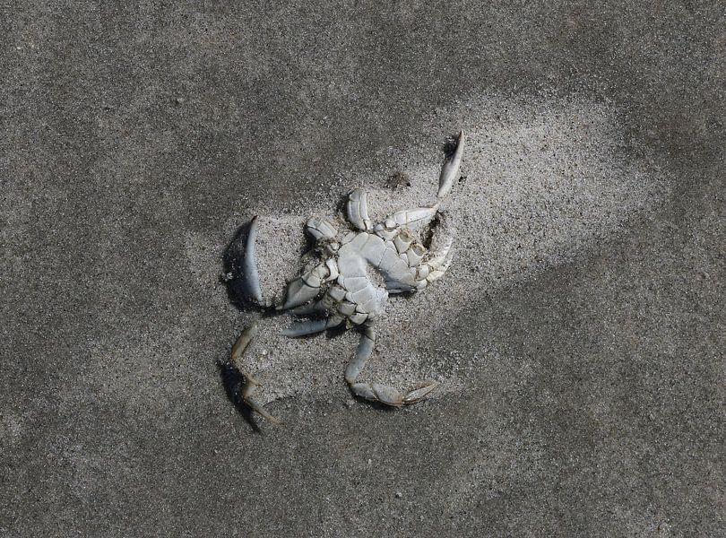 Eine Krabbe am Strand von Matthias Brix