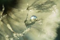 Waterdruppel op Pluis van Nanda Bussers thumbnail