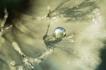 Waterdruppel op Pluis
