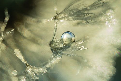 Wassertropfen auf Fluff von Nanda Bussers