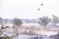 Flying geese