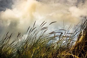 L'herbe des dunes sur Lima Fotografie