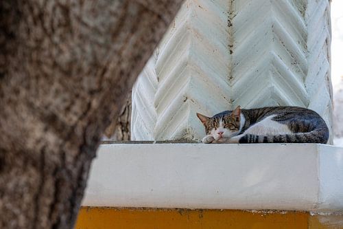 Katzenleben im Schatten der Taverne