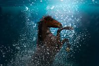 plongée à cheval