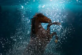 horse dive by Kim van Beveren