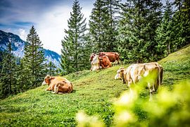 Quiet on the Alpine Meadow by Patrick Kilb