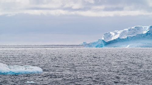 Adeliepinguïns op een ijsschots in de oceaan met op de achtergrond nog meer ijsbergen.