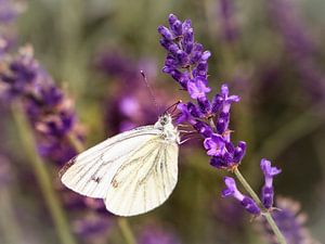 Greater cabbage white butterfly by Rob Boon