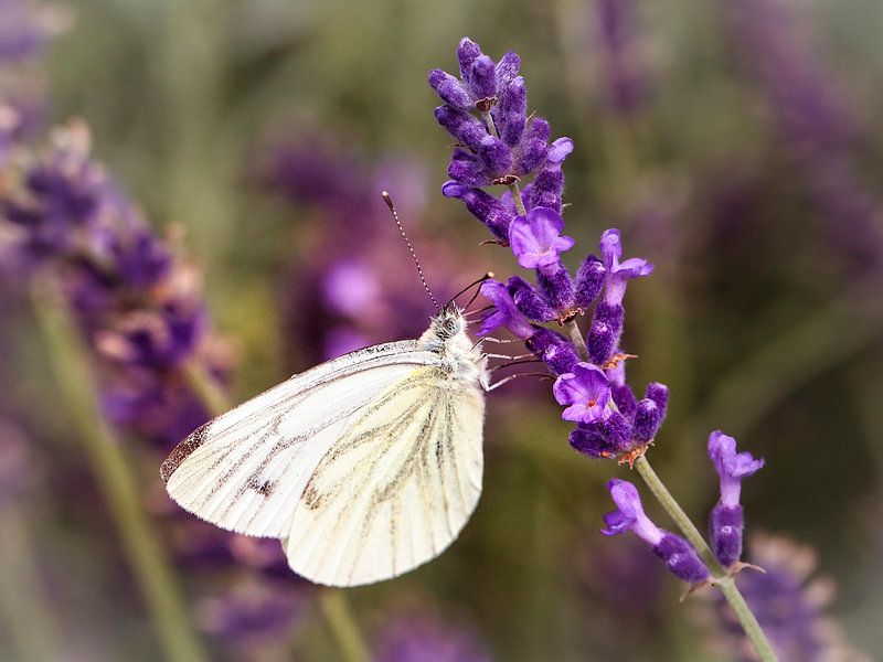 Le papillon de la piéride du chou par Rob Boon