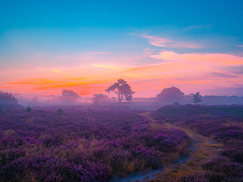 heath