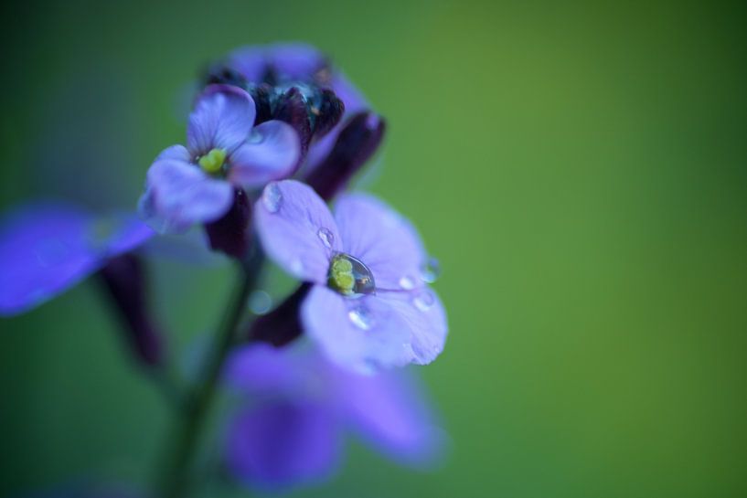 gouttes sur une fleur bleue par Eveline Lenderink