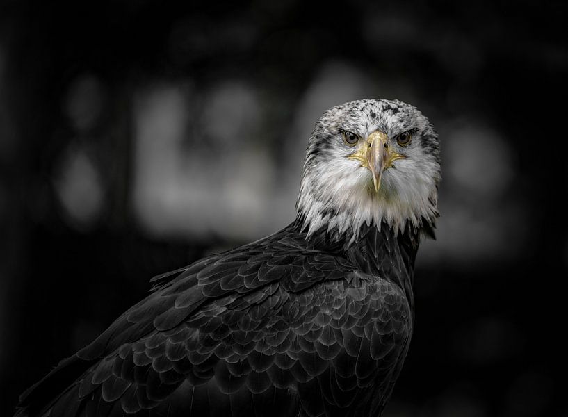 aigle de mer par Alex Hiemstra