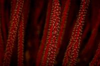 Korallensprießen, Insel Mabul in Malaysia