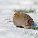 Grey Partridge ( Perdix perdix ), adult, walking, sneaking through fresh fallen snow, on a really ni van wunderbare Erde thumbnail