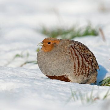 Grey Partridge ( Perdix perdix ), adult, walking, sneaking through fresh fallen snow, on a really ni van wunderbare Erde