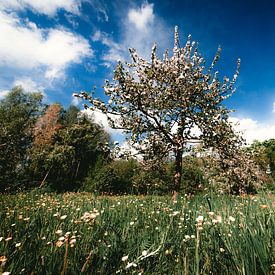 Appelboom in bloesem in een veld van Niels Eric Fotografie