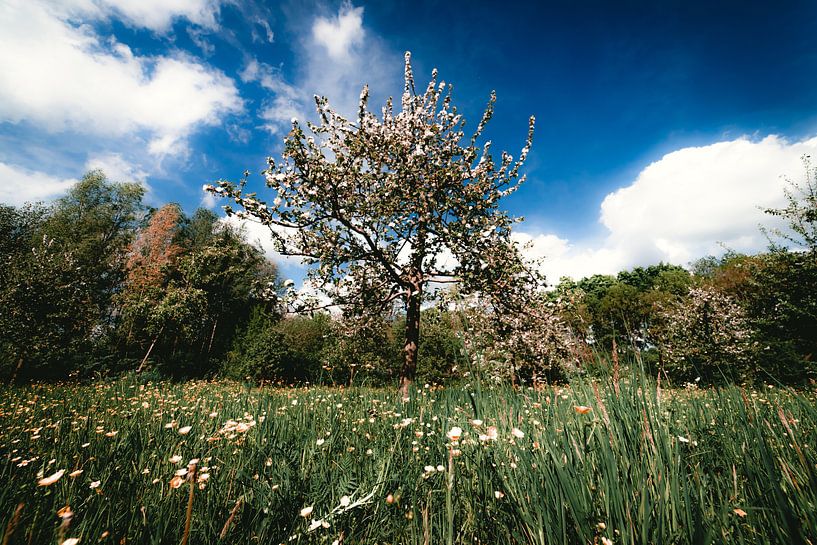 Appelboom in bloesem in een veld van Niels Eric Fotografie