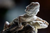 Wütend aussehender Lizzard