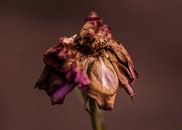 dunkle Rose von Tania Perneel Miniaturansicht