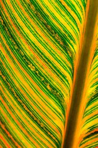 Struktur Blatt