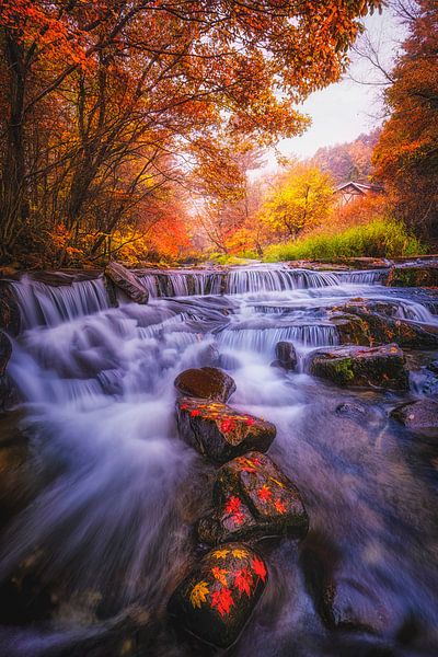 Autumn Scent by Tiger Seo
