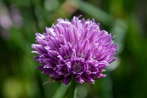 Bieslook bloem