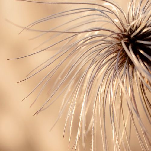 LP 70486097 Dichtbij shot van Clematis