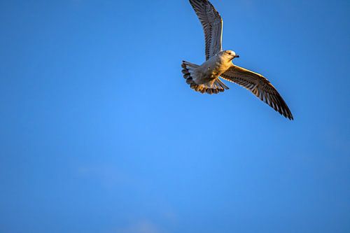 Zwieren over het stuwmeer