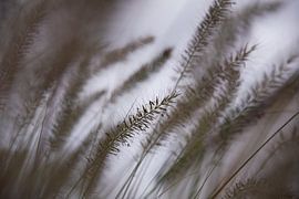 Dancing Grass by Captured Moments