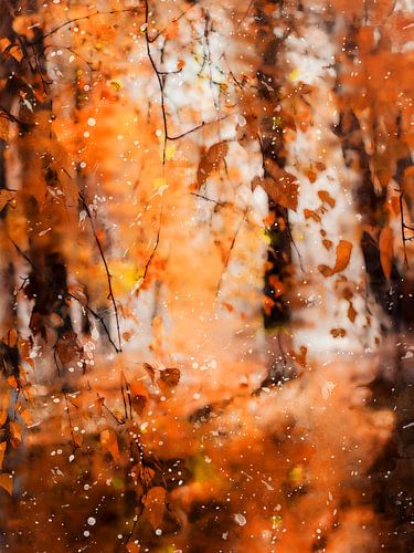 De schoonheid van de herfst, de metamorfose
