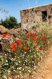 Mohnblumen am Wegrand