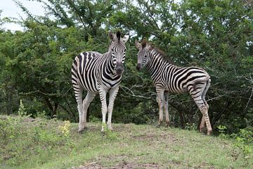 wild zebra in kruger national park van ChrisWillemsen