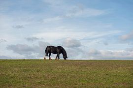 Durham-Pferd von Richard Wareham